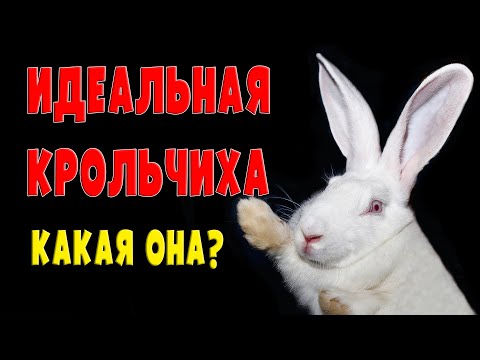 Видео: ИДЕАЛЬНАЯ КРОЛЬЧИХА