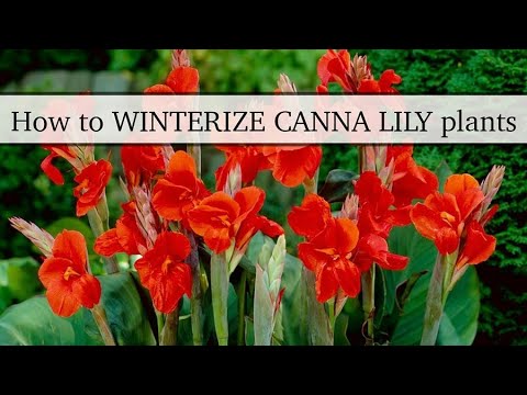 Видео: КАК ПОДГОТОВИТЬ КАННУ К ЗИМЕ! Вам больше никогда не придётся покупать другую канну!