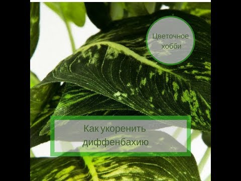 Видео: Как  укоренить диффенбахию