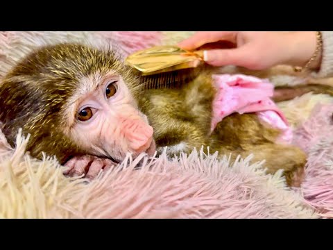 Видео: Анфису ПРОСТО НЕ УЗНАТЬ! Она такая спокойная и милая, когда я ее расчесываю, но ЭТО ДЛИЛОСЬ НЕДОЛГО!