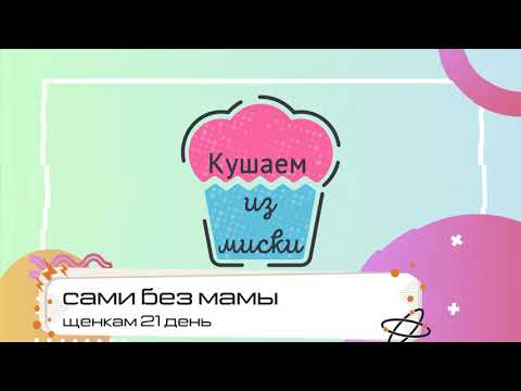 Видео: Алабайки 21-30 дней. Кушаем сами. Питомник "Шилеле".
