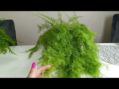 Видео: Немного о папоротниках