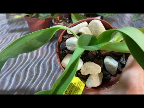 Видео: #paphiopedilum#Перебираем Башмачки.Цветение,уход,полив.