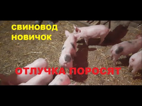 Видео: Отлучка поросят от свиноматки. корм предстарт для свиней. Свиноводство.