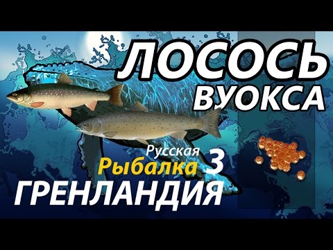 Видео: Лосось Вуокса Качаемся с 18 до 30 разряда / РР3 [Русская Рыбалка 3 Гренландия]