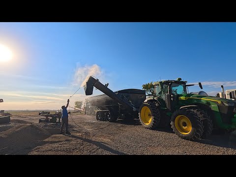 Видео: Демонстрационный обзор нового зерновоза и уборка фермы после сбора урожая