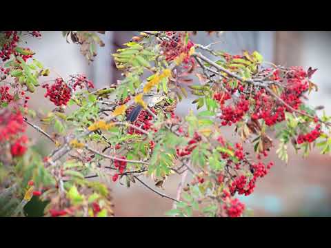 Видео: Птицы