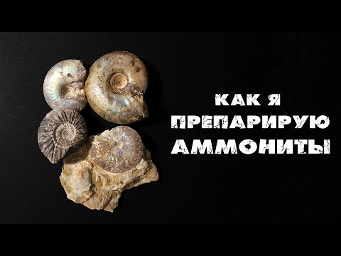 Видео: ПРЕПАРИРУЮ АММОНИТЫ | Делюсь опытом