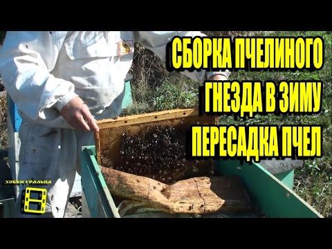 Видео: СБОРКА ПЧЕЛИНОГО ГНЕЗДА В ЗИМУ. ПЕРЕСАДКА ПЧЕЛ В ЗИМНИЙ УЛЕЙ. ПОДГОТОВКА ПЧЕЛ К ЗИМОВКЕ. ЧАСТЬ 2
