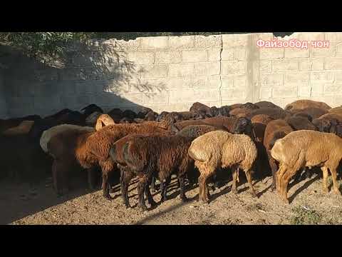 Видео: Horse Мол бозори Мискинобод 28 08 2024 бехтарин навор