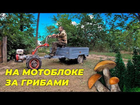 Видео: За грибами в лес на мотоблоке Мотор Сич. Страшная находка в лесу! Эвакуация Гоши. Жизнь в деревне