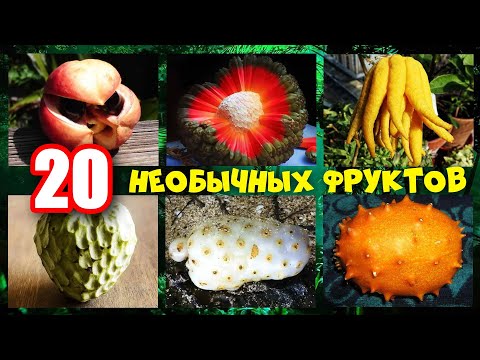 Видео: Какие на вкус 20 самых необычных экзотических фруктов в мире