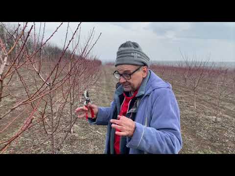 Видео: Обрезка интенсивного персикового сада на подвое Манжурский