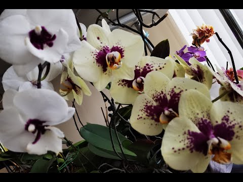 Видео: Справиться с орхидеями НЕреально 🤦‍♀️. Меняю лампы.