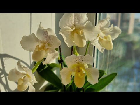 Видео: Мои новые башмаки. Пересадка😊