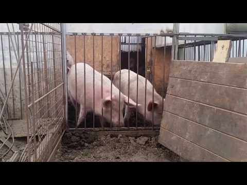 Видео: Как меня хотели кинуть мошенники при продаже мяса свинины