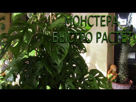 Видео: МОНСТЕРА, О КОТОРОЙ Я ЗАБЫЛА!