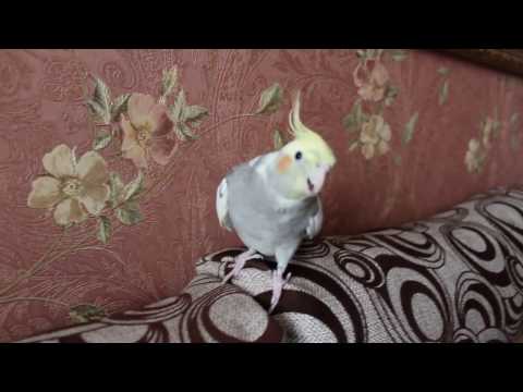 Видео: Птенцы кореллы 4 мес.