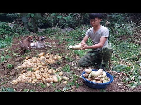 Видео: 200-й день прогулки по лесу, автономная хижина. Собери урожай и картошку, репу, усынови щенка
