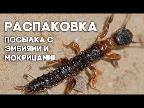Видео: РАСПАКОВКА ПОСЫЛКИ С НОВЫМИ ПИТОМЦАМИ: ЭМБИИ И МОКРИЦЫ! \\ Димон и пумба