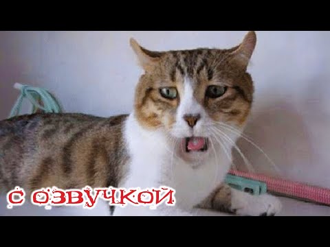 Видео: Приколы с котами! С ОЗВУЧКОЙ! - Смешные коты и собаки! Самые смешные животные в мире!