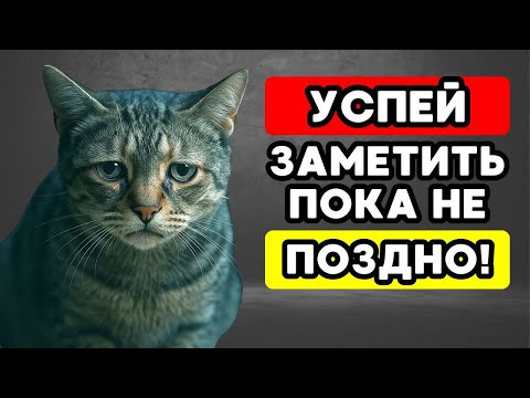 Видео: 9 признаков БОЛИ у КОШКИ: как она просит о помощи, не мяукая!