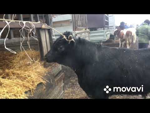 Видео: Город баксан скотный рынок КБР