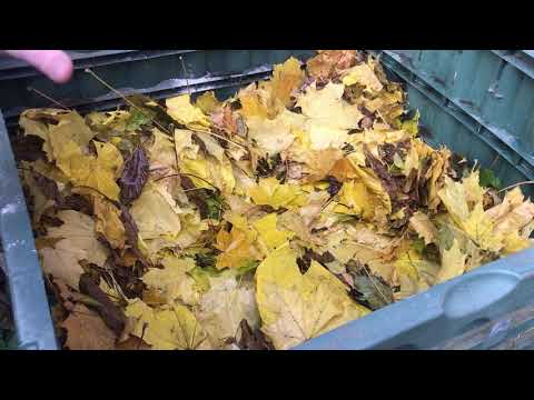 Видео: Приготування компосту з листя.
