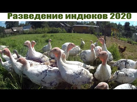 Видео: Индюки разведение в домашних условиях // Индюки Деревенские и Хайбрид Конвертер