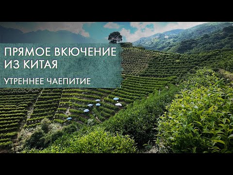 Видео: Прямое включение из Китая | Стрим Art of Tea