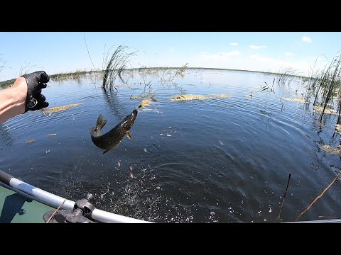 Видео: Рыбалка на спиннинг 02.07.2022. Шапсугское вдхр. Надоела шапшуга??? Не смотреть!!! )))