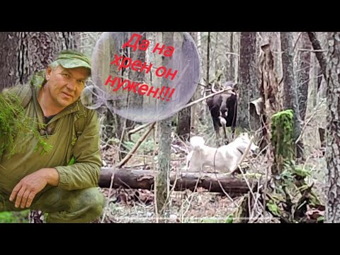 Видео: Охота на лося с лайкой!!! Ноябрь 2023!!! Натаска щенка лайки!!!