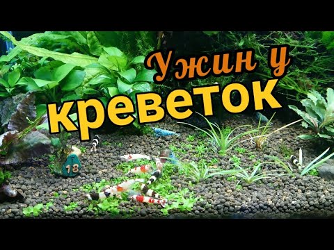 Видео: Креветки кушают #аквариумныекреветки #аквариумистика #aquarium #креветочник