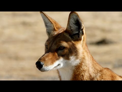 Видео: Мегети, потерянный волк Африки