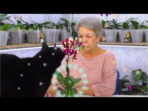 Видео: Как ухаживать за орхидеями дома легко и просто. Секреты орхидеи для начинающих.