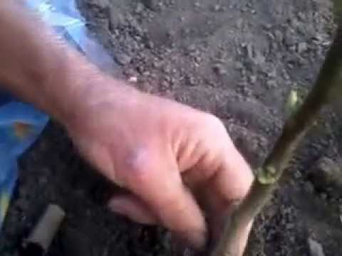 Видео: Летняя окулировка ореха