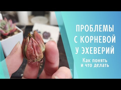 Видео: Эхеверия не пьёт, что делать? 🌱 Проблемы с корнями у эхеверий