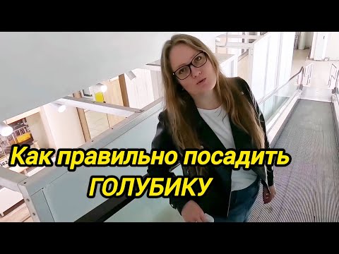 Видео: КАК ПРАВИЛЬНО ПОСАДИТЬ ГОЛУБИКУ | Как ухаживать за виноградом | Как посадить ежевику осенью