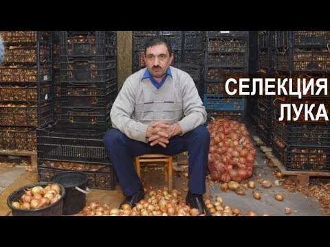 Видео: Фермер Роман Алыев. Селекция лука шалота. Новые сорта лука полученные в хозяйстве