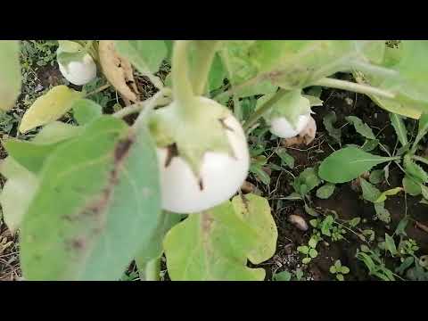 Видео: Приготвям градината за догодина