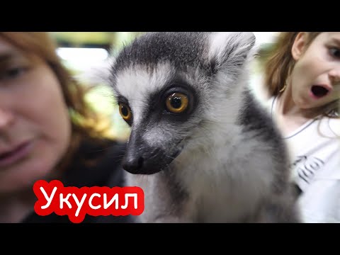 Видео: VLOG Поехали в Киев с Яриком и Серёжей. Алису укусил лемур за лицо