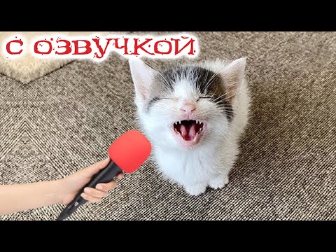 Видео: Приколы с котами! С ОЗВУЧКОЙ! - УГАРНЫЕ! Смешные коты! Самые смешные животные!