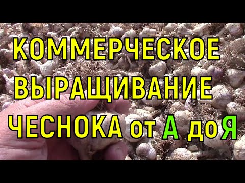 Видео: ВСЕ ЭТАПЫ ВЫРАЩИВАНИЯ ЧЕСНОКА В ОДНОМ ВИДЕО