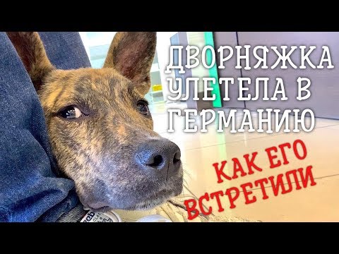 Видео: Дворняжка улетела в Германию. Агрессивное поведение.