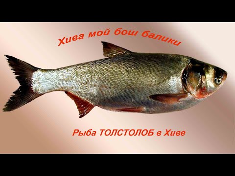 Видео: Хива МОЙБОШ баликлари.