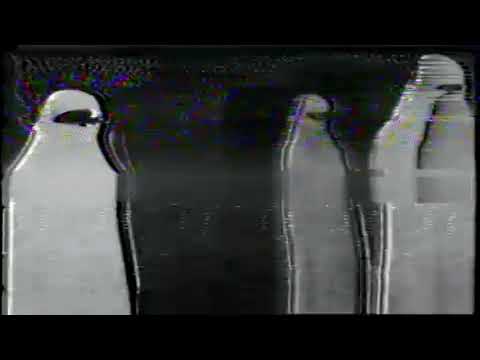 Видео: хаски - бесконечный магазин(slowed + reverb)