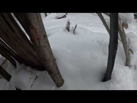 Видео: закрыл капканы, сделал новый солонец