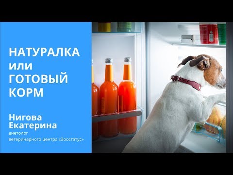 Видео: Что лучше - корм или натуральная еда для собак и кошек?