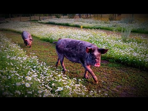 Видео: ПОШЛИ ГРИБЫ/ТАРИМСЯ НА ЗИМУ/ ДЕРЕВЕНСКАЯ СУЕТА/