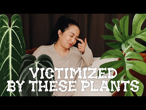 Видео: 10 растений, которые я бы НИКОГДА больше не купила